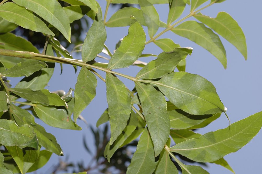 Harpephyllum caffrum